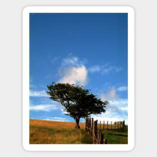 Tree on a Hill Sticker